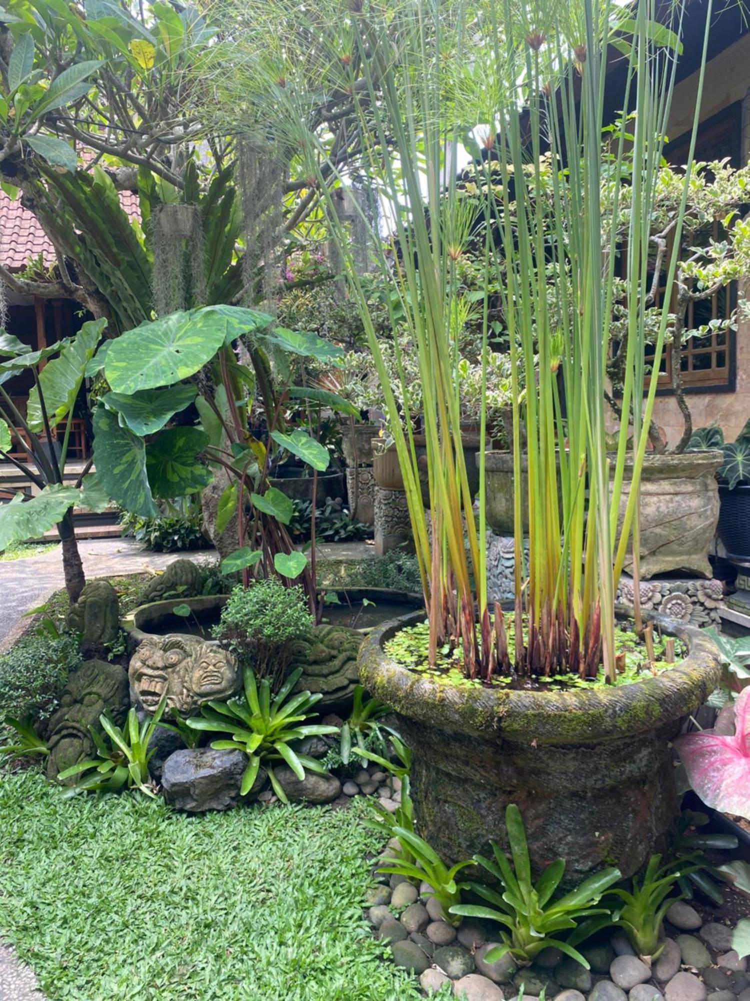 Gus Arditya Homestay อูบุด ภายนอก รูปภาพ