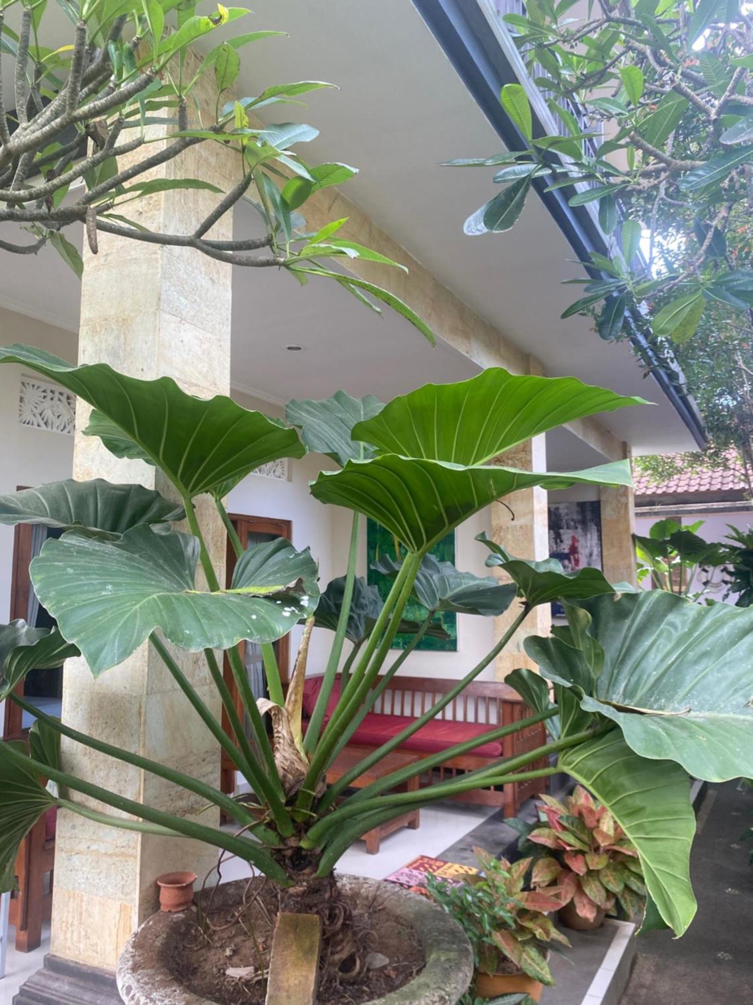 Gus Arditya Homestay อูบุด ภายนอก รูปภาพ