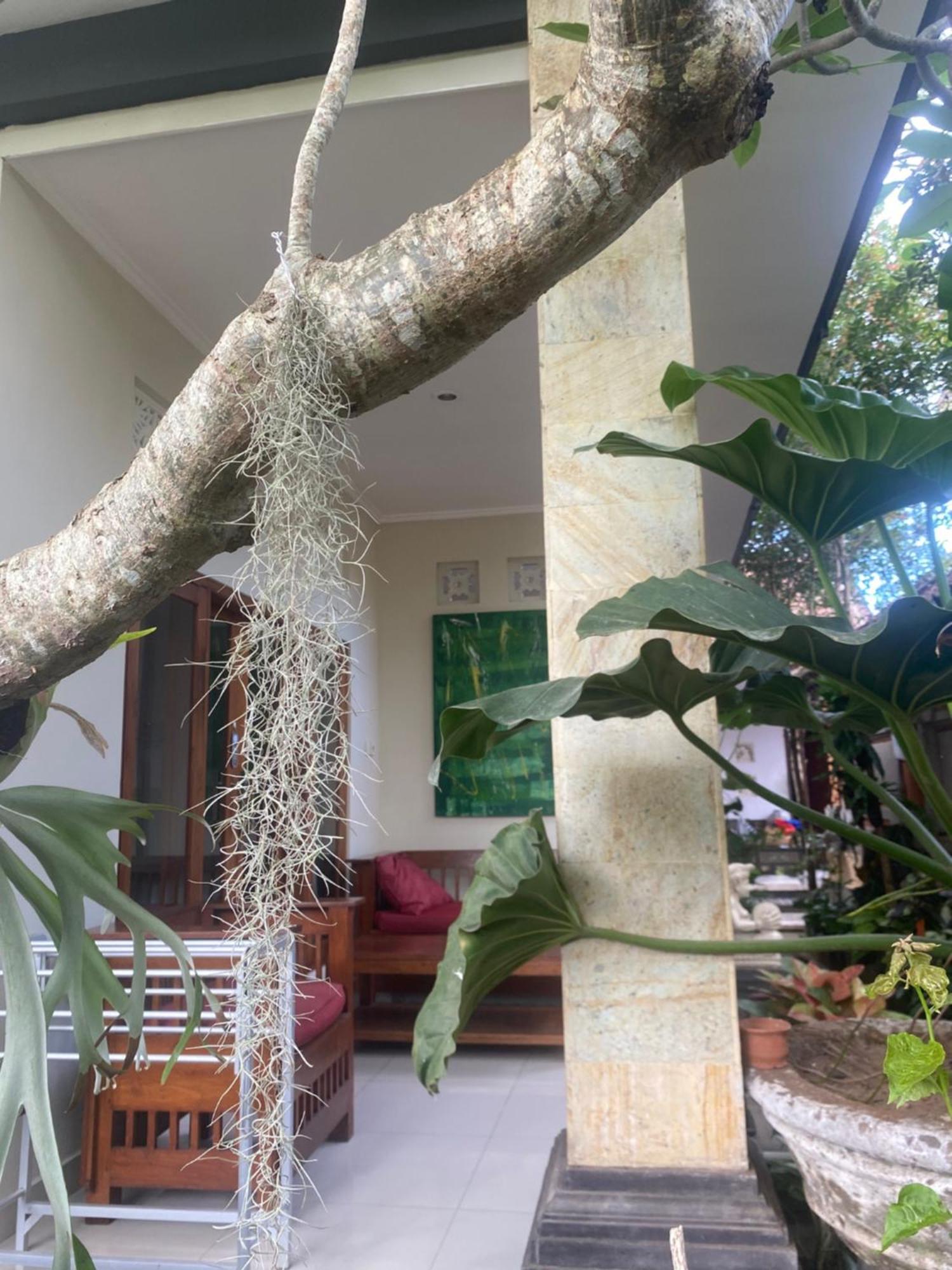 Gus Arditya Homestay อูบุด ภายนอก รูปภาพ