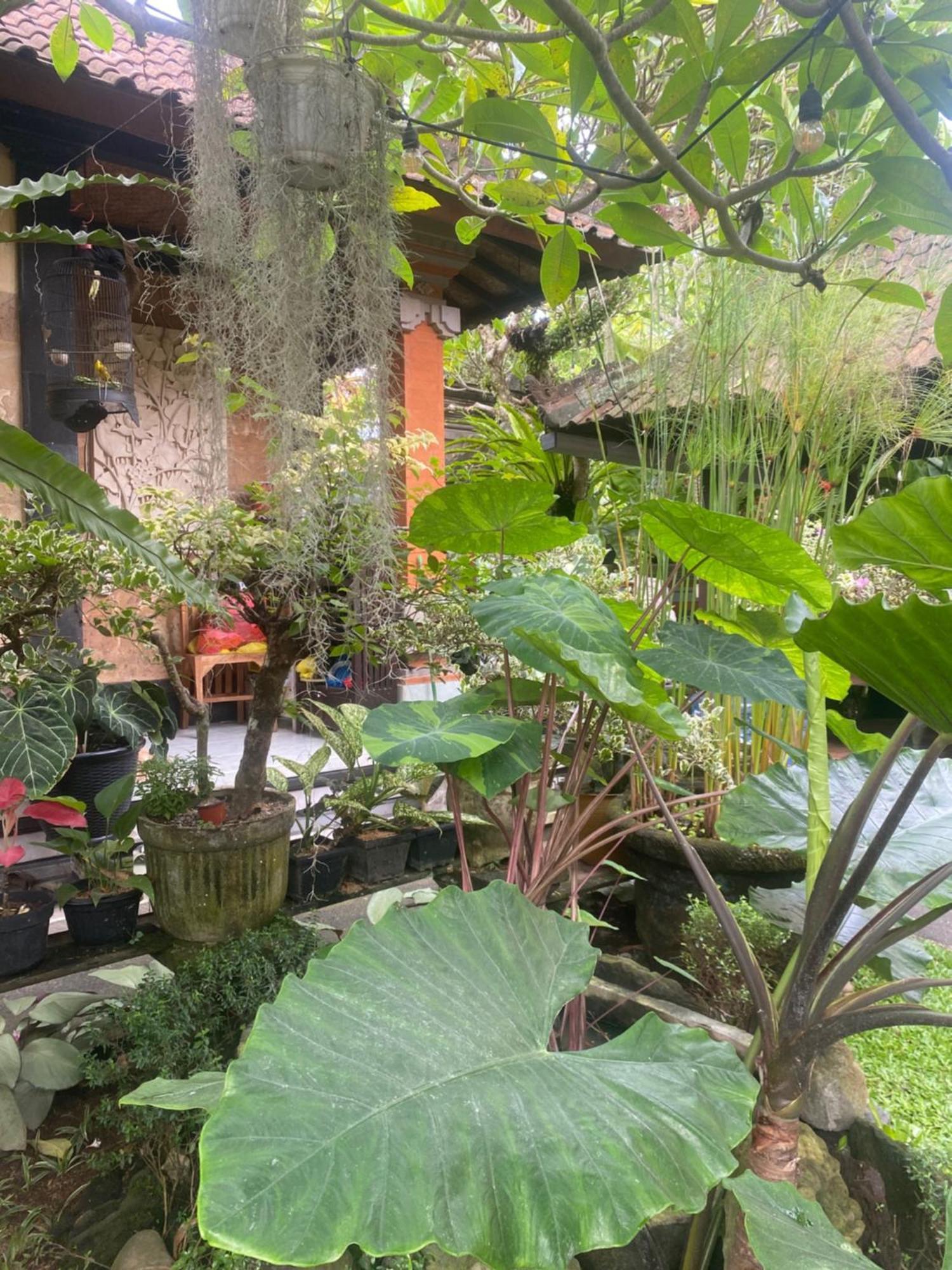 Gus Arditya Homestay อูบุด ภายนอก รูปภาพ