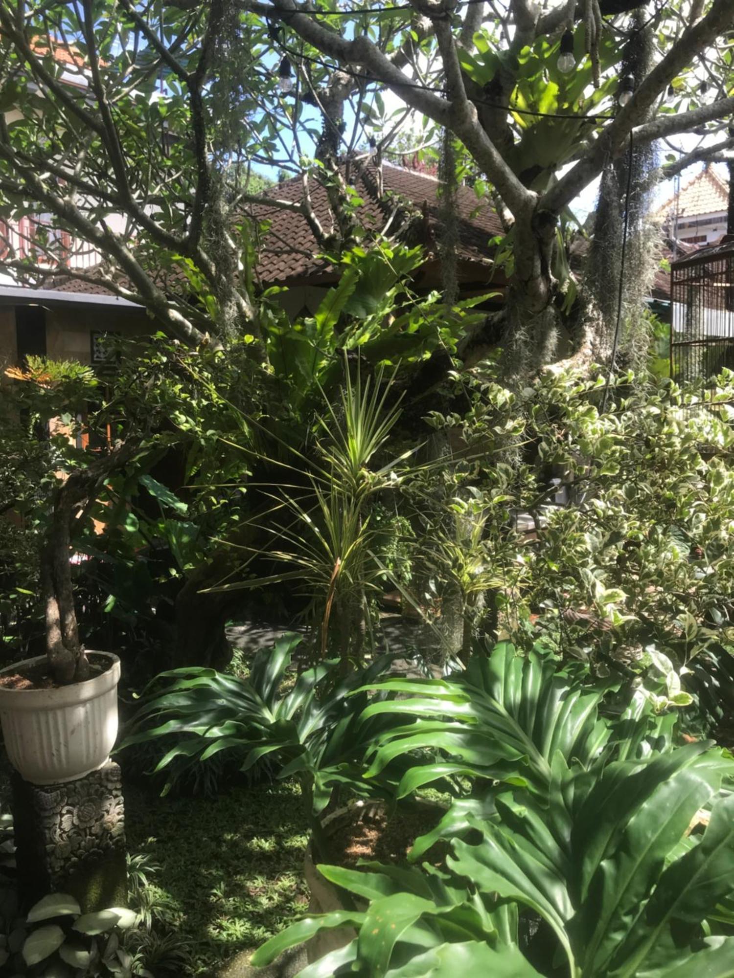 Gus Arditya Homestay อูบุด ภายนอก รูปภาพ
