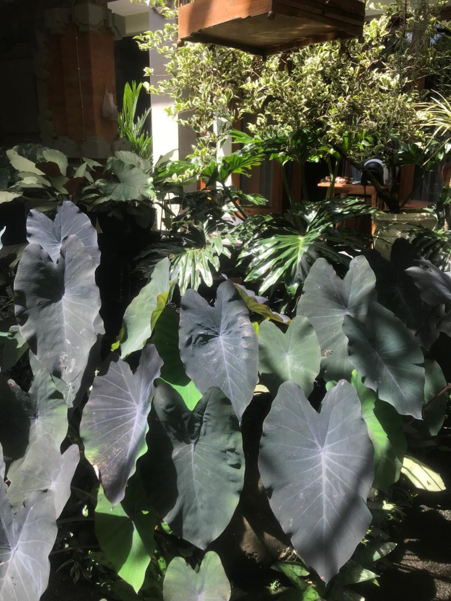 Gus Arditya Homestay อูบุด ภายนอก รูปภาพ